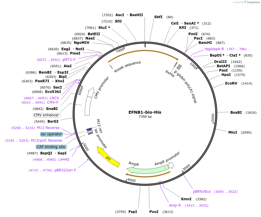 51749-plasmid-map-sequence-id-79334