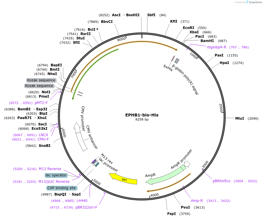 51750-plasmid-map-sequence-id-79335