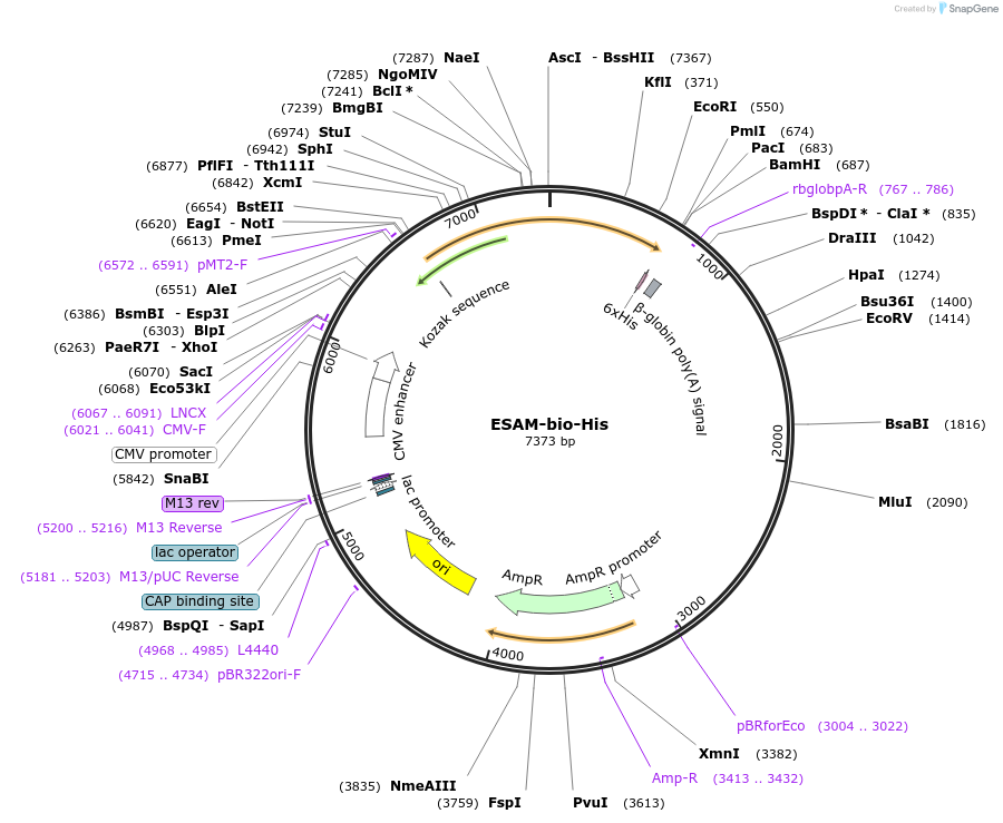51751-plasmid-map-sequence-id-79336