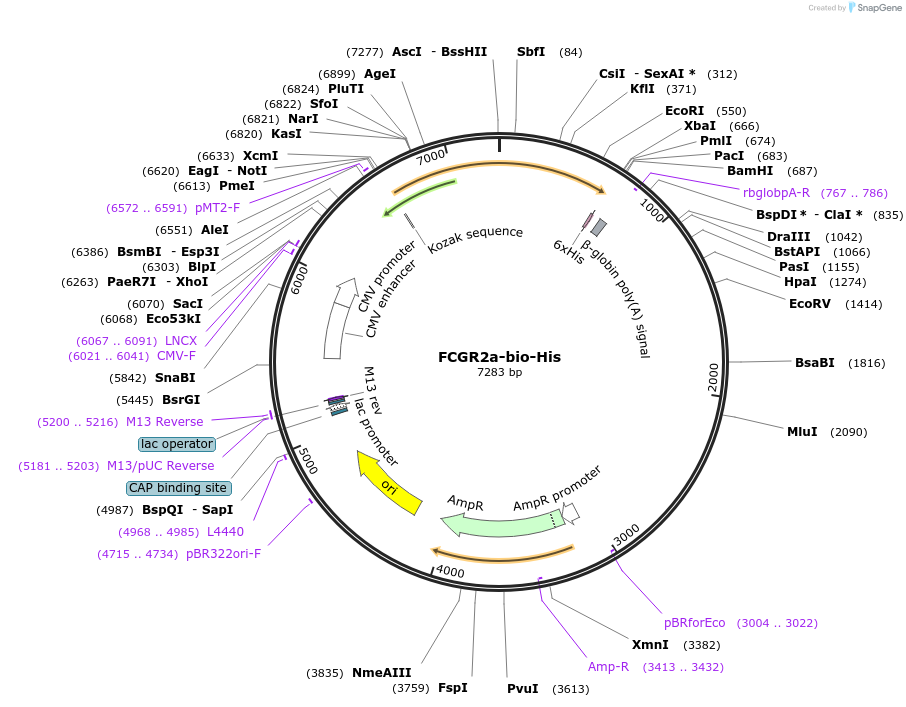 51754-plasmid-map-sequence-id-79338