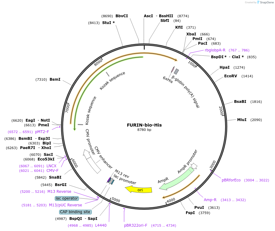 51755-plasmid-map-sequence-id-79339