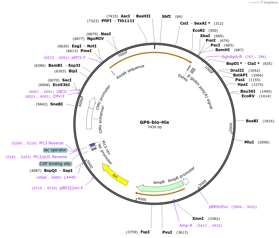 51757-plasmid-map-sequence-id-79344