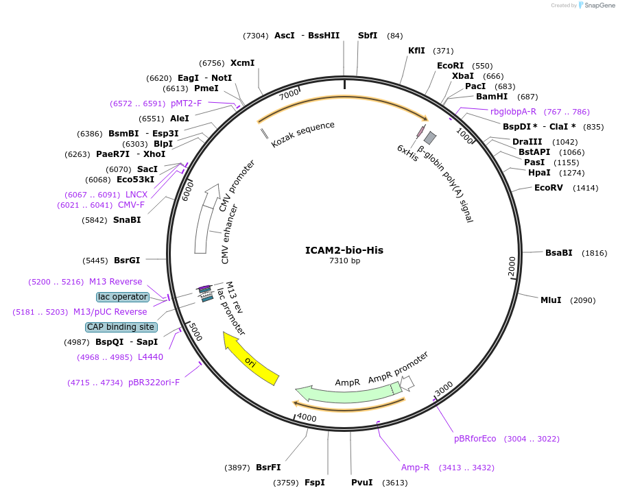 51758-plasmid-map-sequence-id-79347