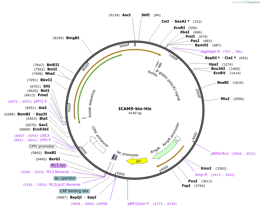 51759-plasmid-map-sequence-id-79348