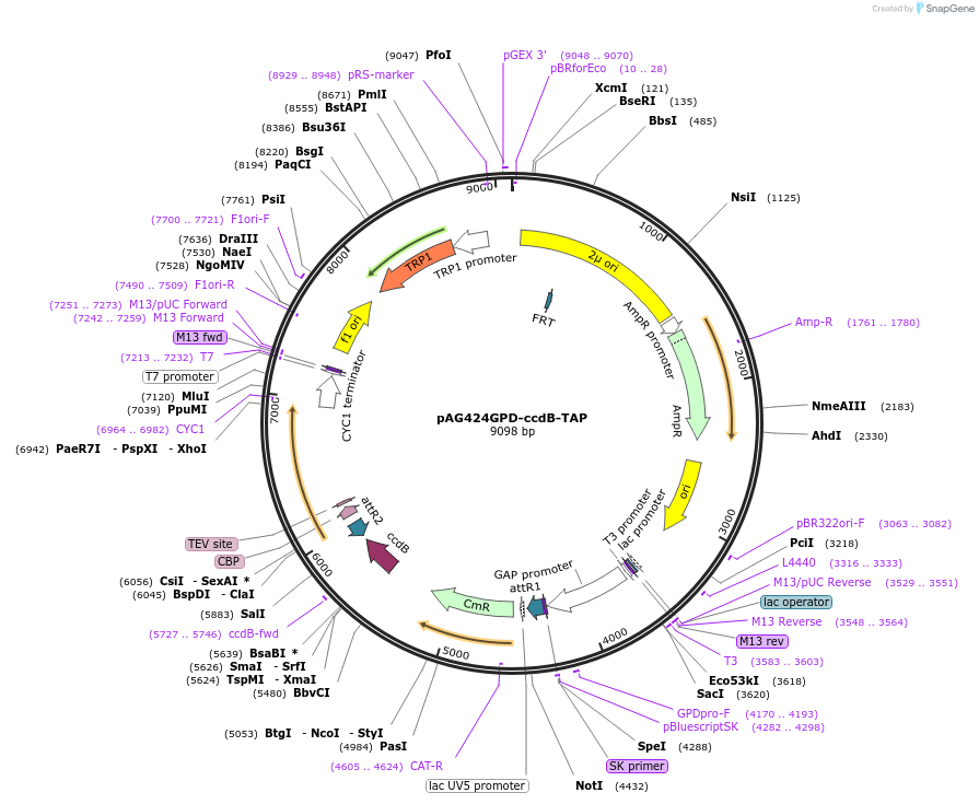 14272-plasmid-map-sequence-id-7935