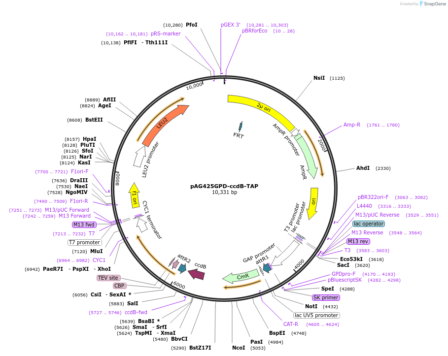14274-plasmid-map-sequence-id-7937