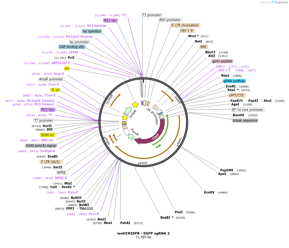 51761-plasmid-map-sequence-id-79377
