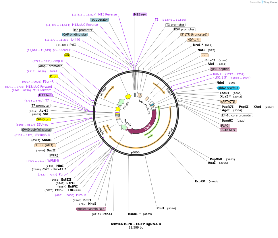 51763-plasmid-map-sequence-id-79382