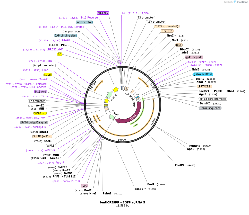 51764-plasmid-map-sequence-id-79386