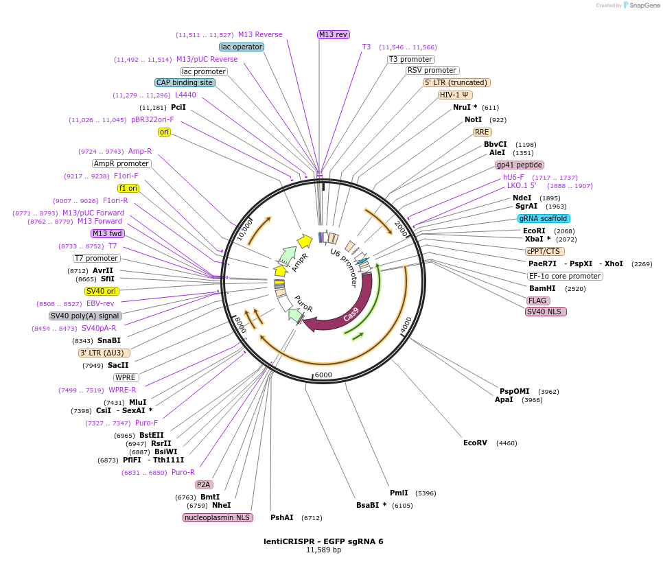 51765-plasmid-map-sequence-id-79389