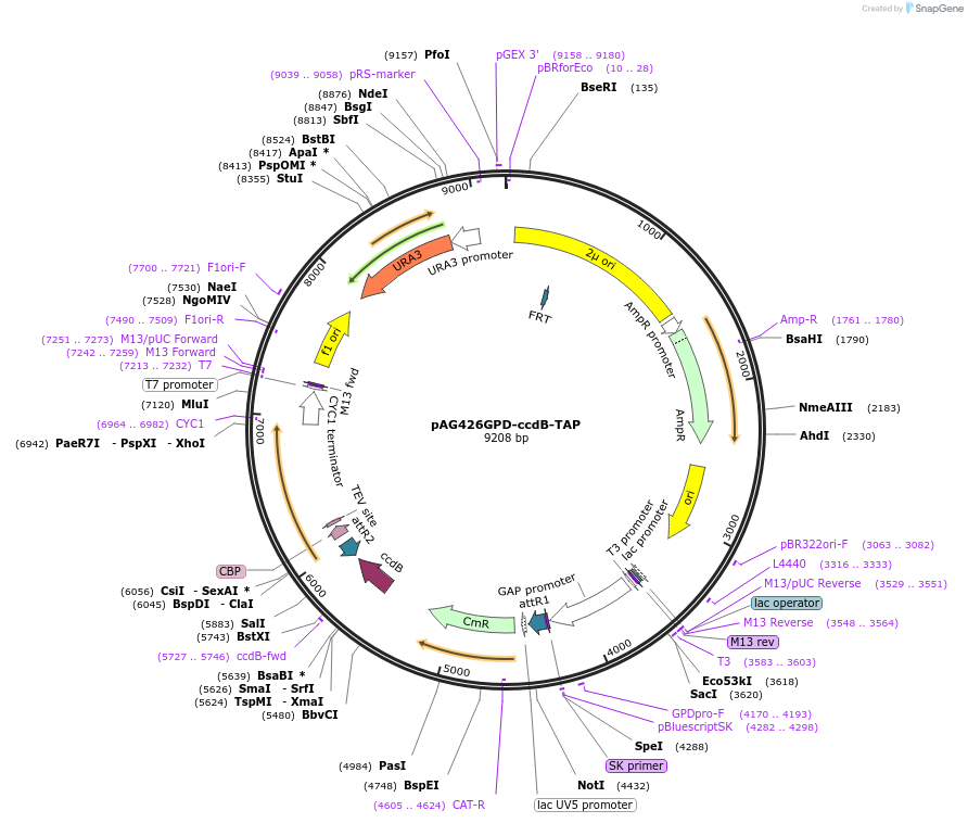 14276-plasmid-map-sequence-id-7939