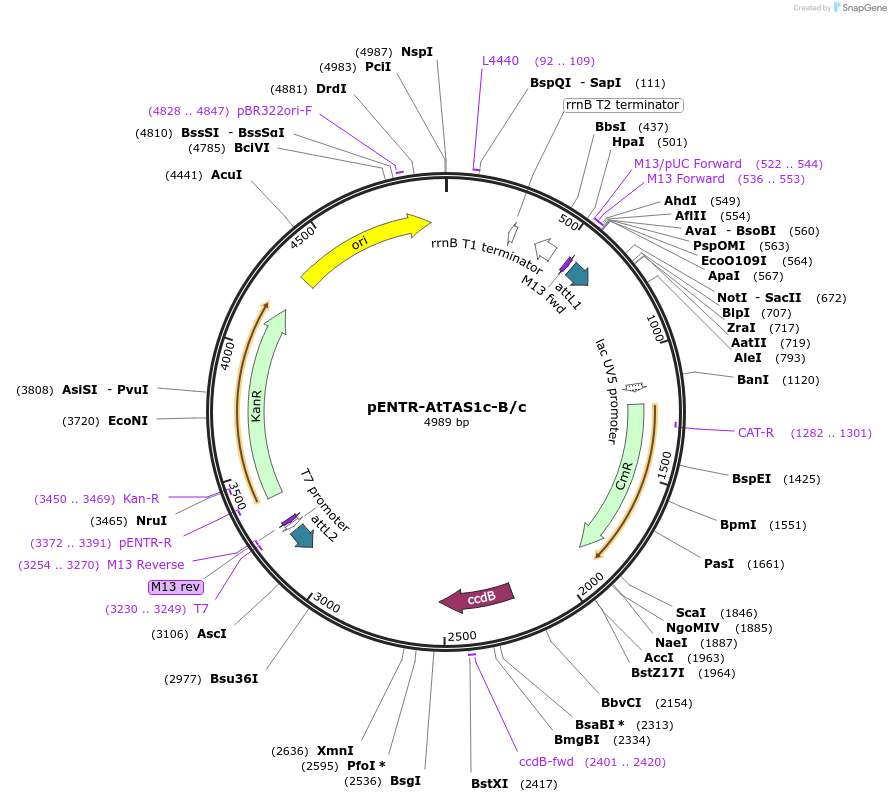 51774-plasmid-map-sequence-id-79409
