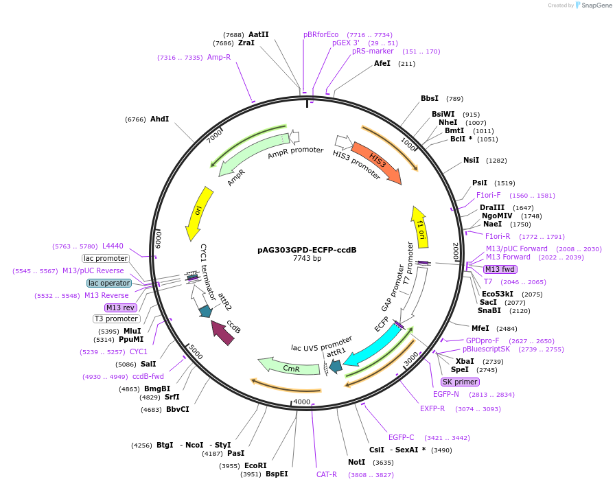 14278-plasmid-map-sequence-id-7941