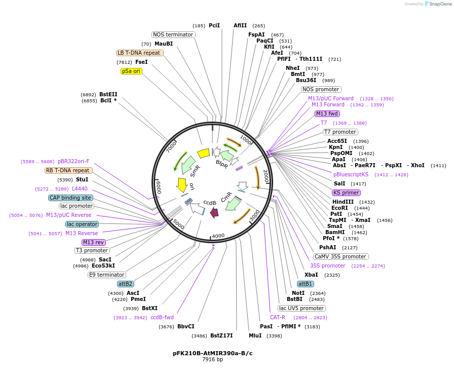 51777-plasmid-map-sequence-id-79410