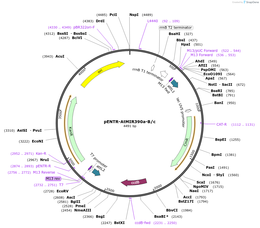 51778-plasmid-map-sequence-id-79411
