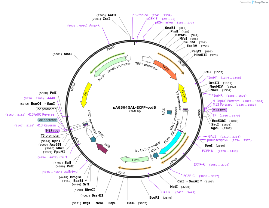 14279-plasmid-map-sequence-id-7942