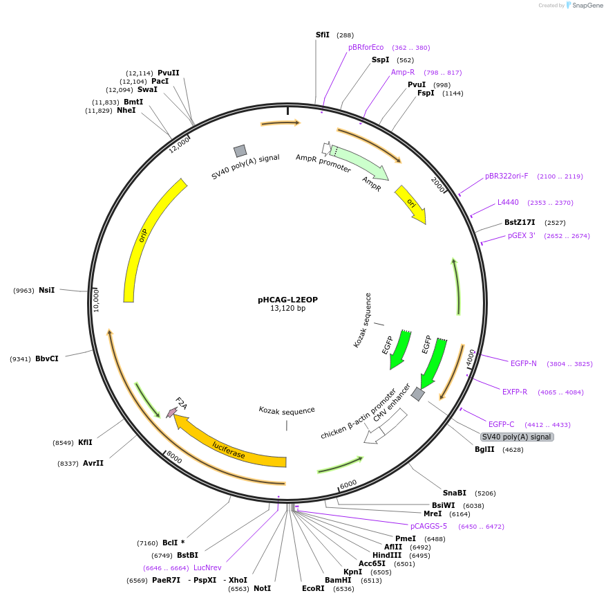 51783-plasmid-map-sequence-id-79421