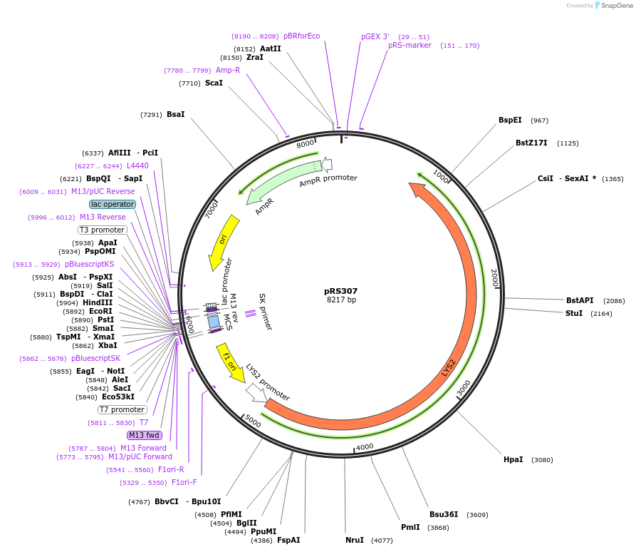 51785-plasmid-map-sequence-id-79427