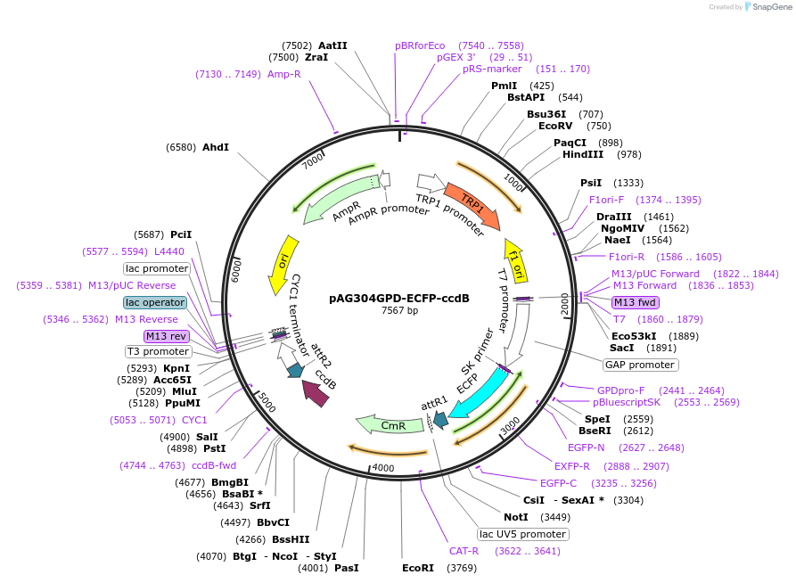 14280-plasmid-map-sequence-id-7943