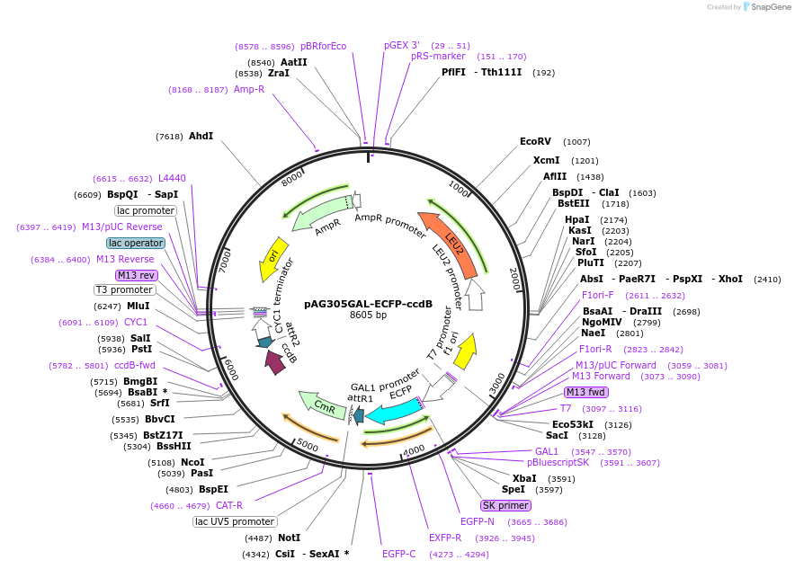 14281-plasmid-map-sequence-id-7944