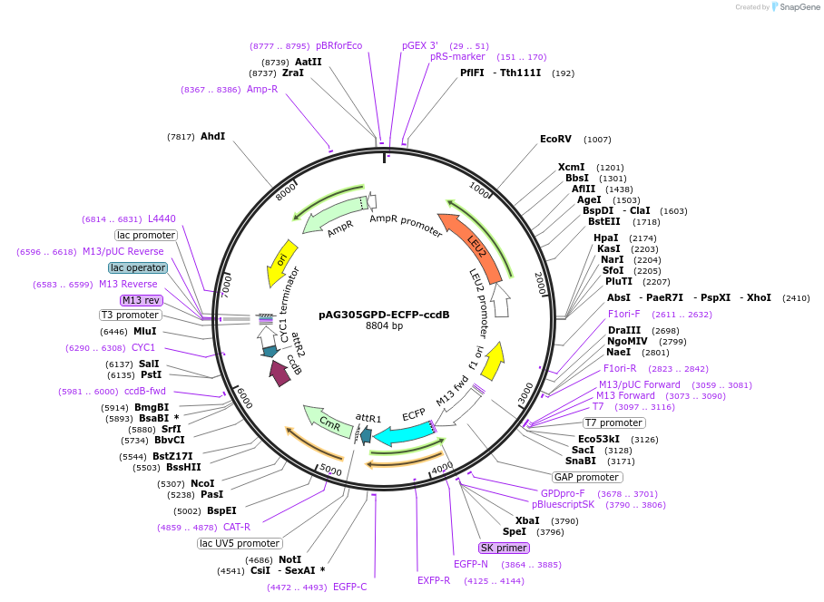 14282-plasmid-map-sequence-id-7945