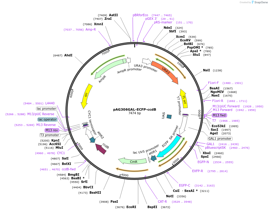 14283-plasmid-map-sequence-id-7946