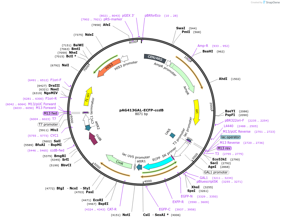14285-plasmid-map-sequence-id-7948