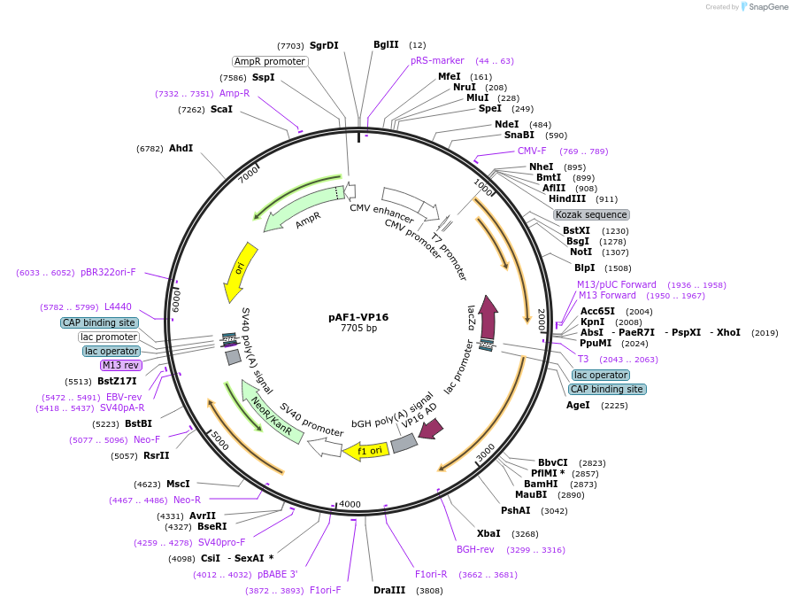 51426-plasmid-map-sequence-id-79486
