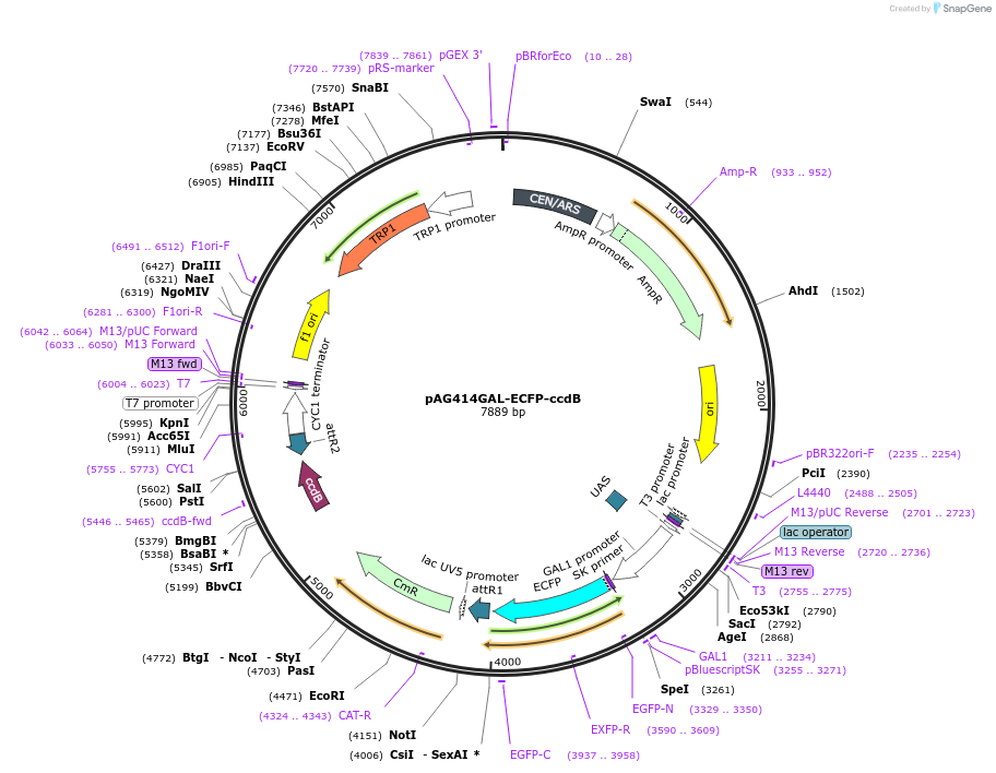 14287-plasmid-map-sequence-id-7950
