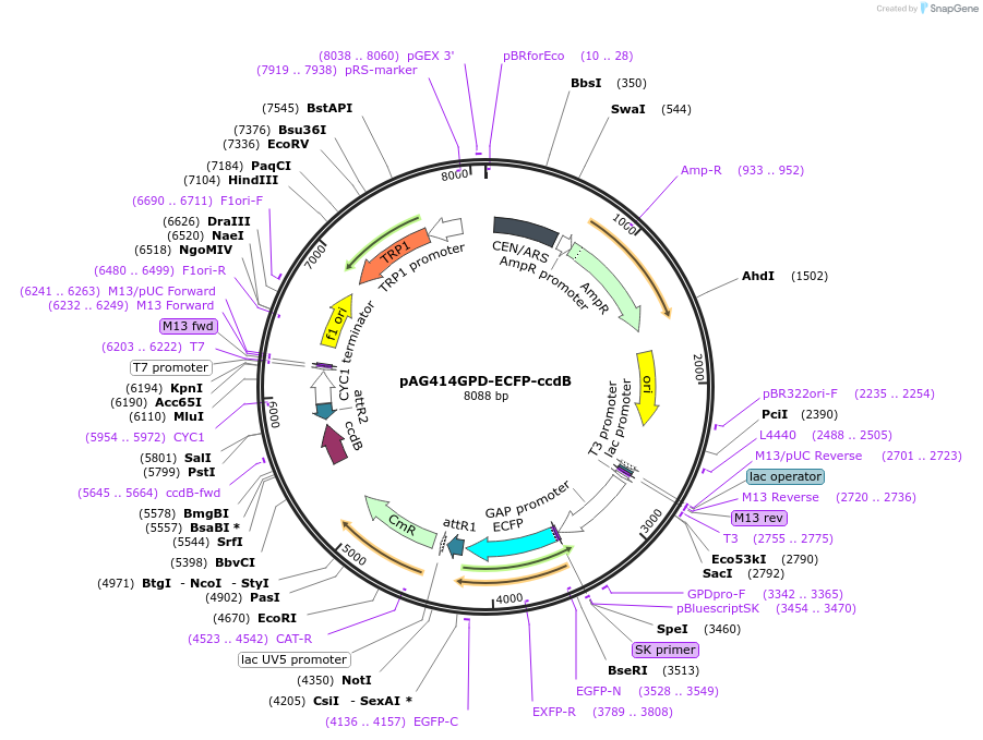 14288-plasmid-map-sequence-id-7951