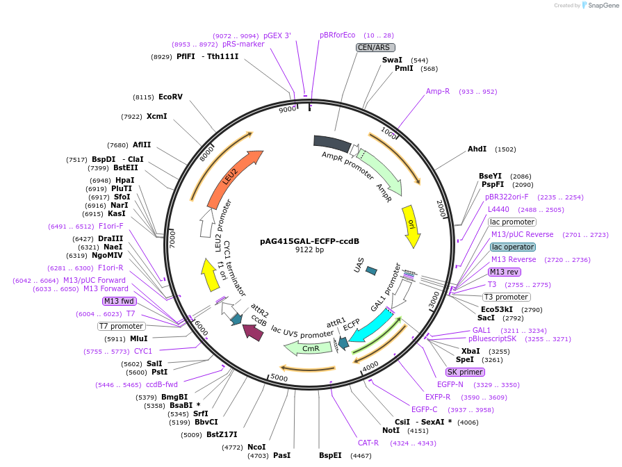 14289-plasmid-map-sequence-id-7952