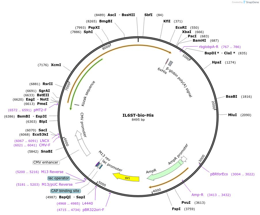 51806-plasmid-map-sequence-id-79529