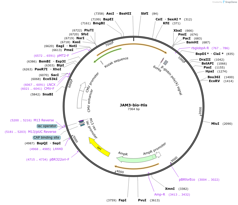 51807-plasmid-map-sequence-id-79530