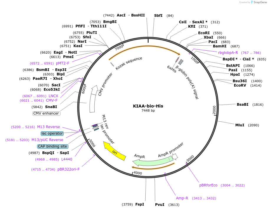 51808-plasmid-map-sequence-id-79531