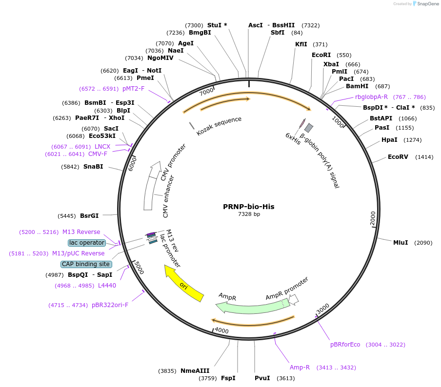 51811-plasmid-map-sequence-id-79535