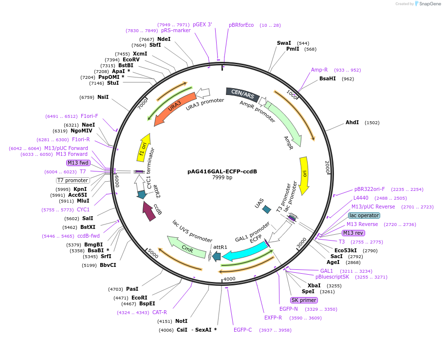 14291-plasmid-map-sequence-id-7954
