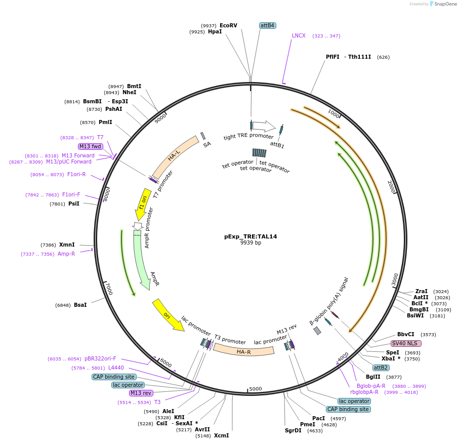 51794-plasmid-map-sequence-id-79542