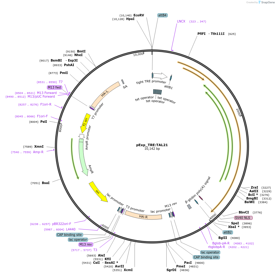 51795-plasmid-map-sequence-id-79543