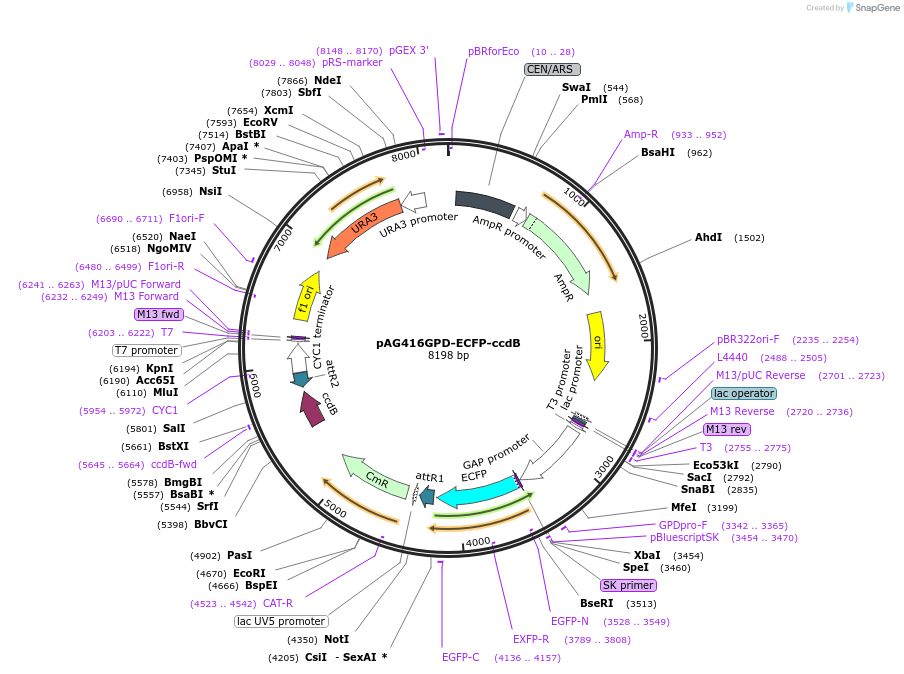 14292-plasmid-map-sequence-id-7955
