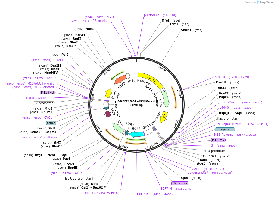 14293-plasmid-map-sequence-id-7956