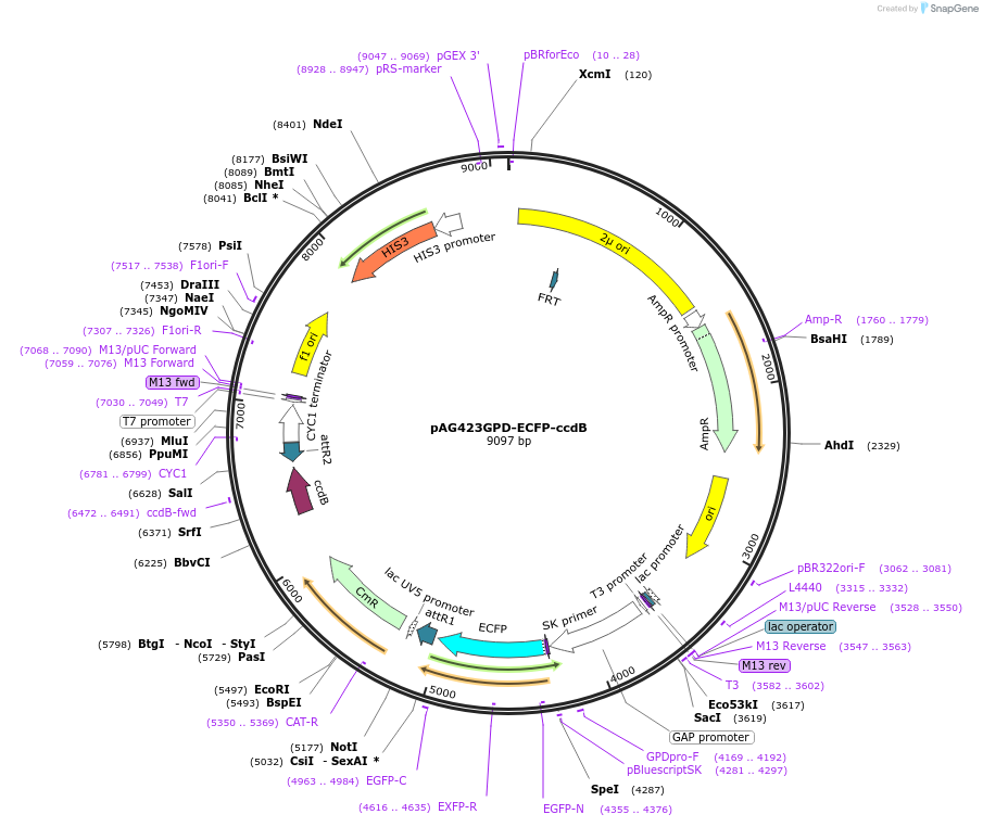 14294-plasmid-map-sequence-id-7957