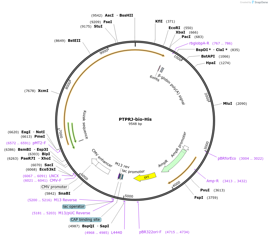 51816-plasmid-map-sequence-id-79579