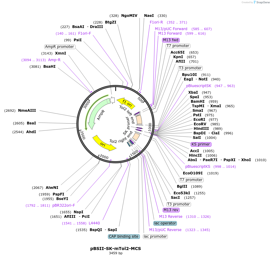 51817-plasmid-map-sequence-id-79584
