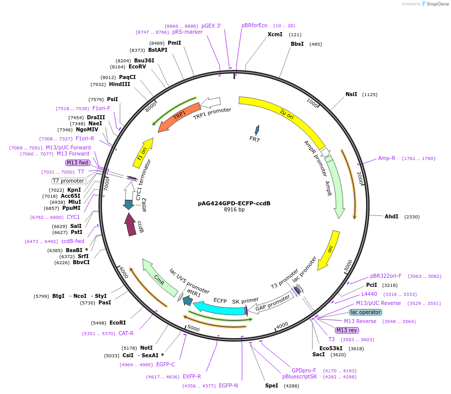 14296-plasmid-map-sequence-id-7959