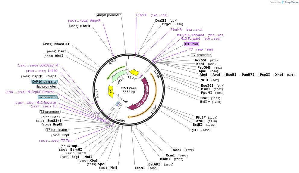 51818-plasmid-map-sequence-id-79592