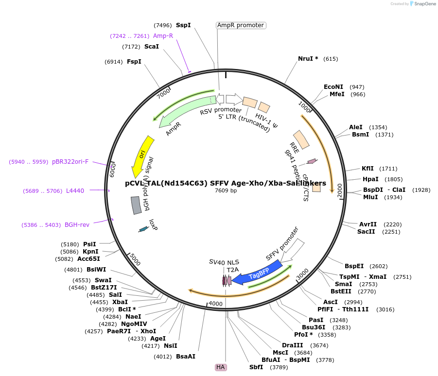50421-plasmid-map-sequence-id-79593