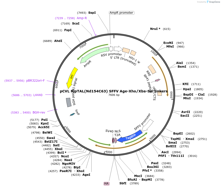 50626-plasmid-map-sequence-id-79595