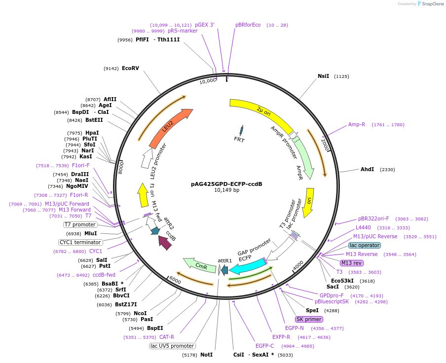 14298-plasmid-map-sequence-id-7961