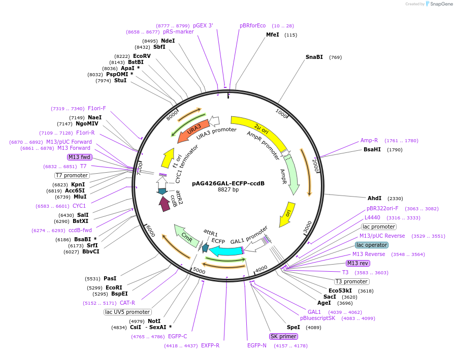 14299-plasmid-map-sequence-id-7962