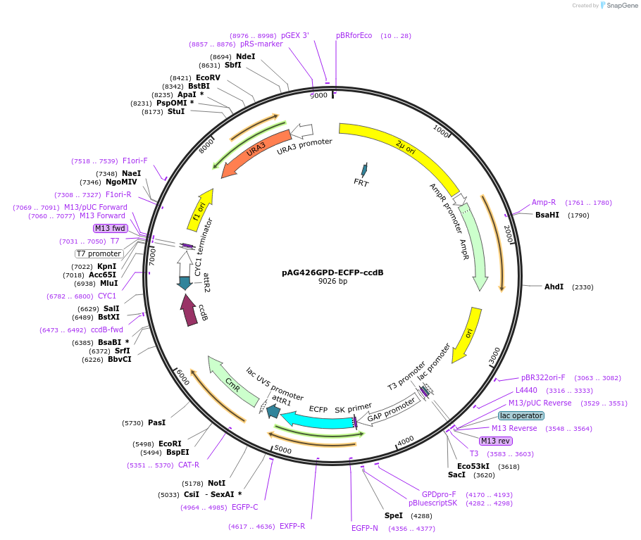 14300-plasmid-map-sequence-id-7963